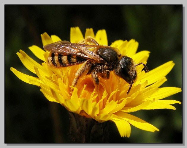 Halictus scabiosa?